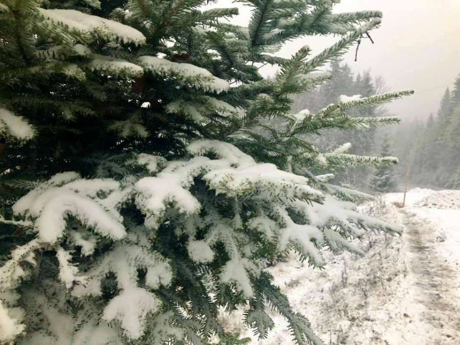 снег в Карпатах