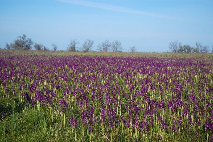 Орхидное поле на Кинбурнском полуострове