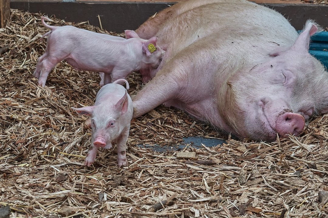 За три летних месяца было импортировано 10,5 тыс. тонн свинины