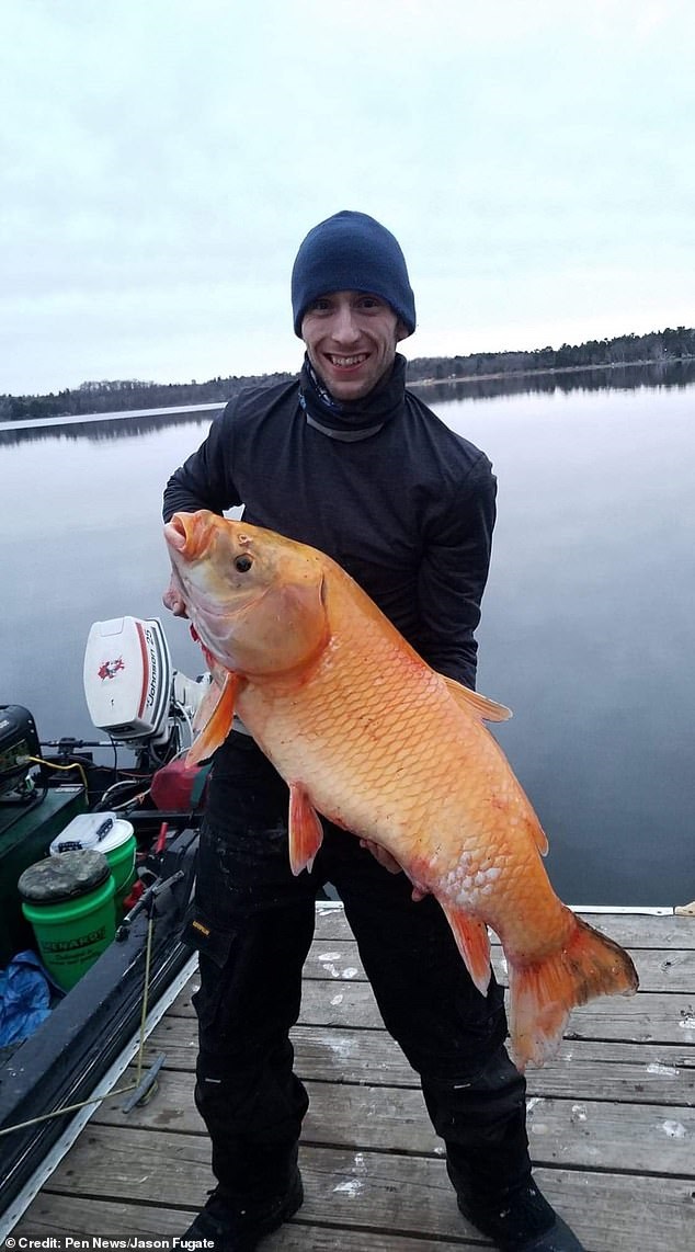В США выловили гигантскую золотую рыбу-мутанта