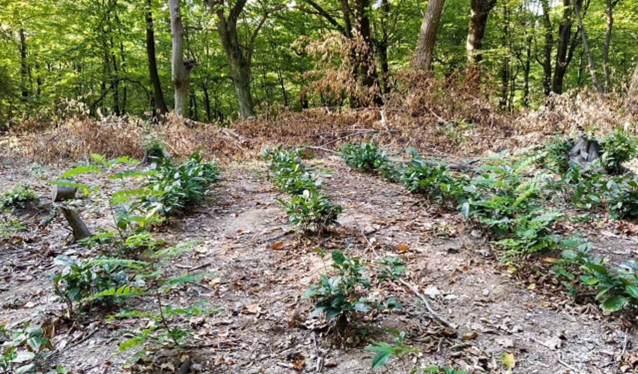 На Закарпатье зацвел чай в октябре (фото: mukachevo.net)