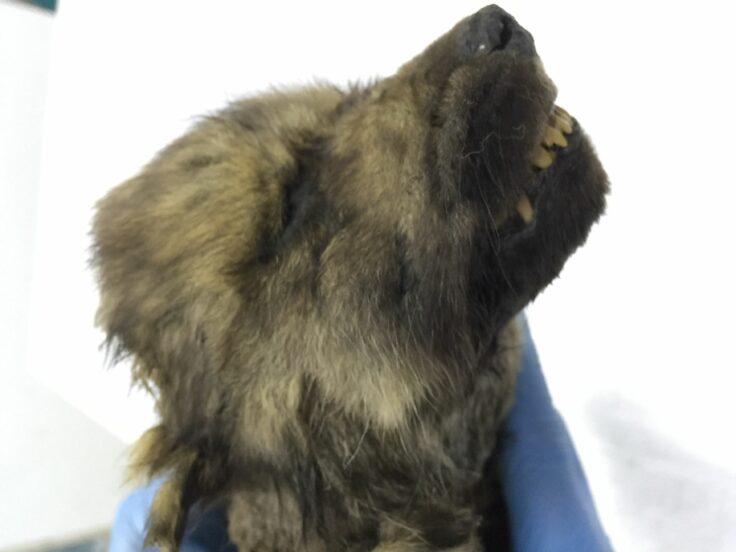 В Сибири нашли останки самого древнего пса в мире