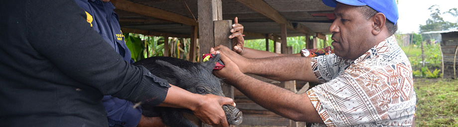 Фермеры – свиноводы в Папуа – Новой Гвинее с успехом пользуются технологией блокчейн