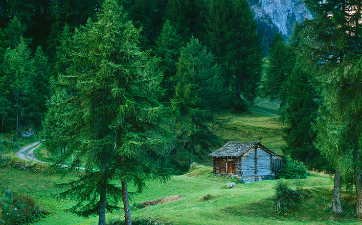 Лиственница гороскоп друидов 