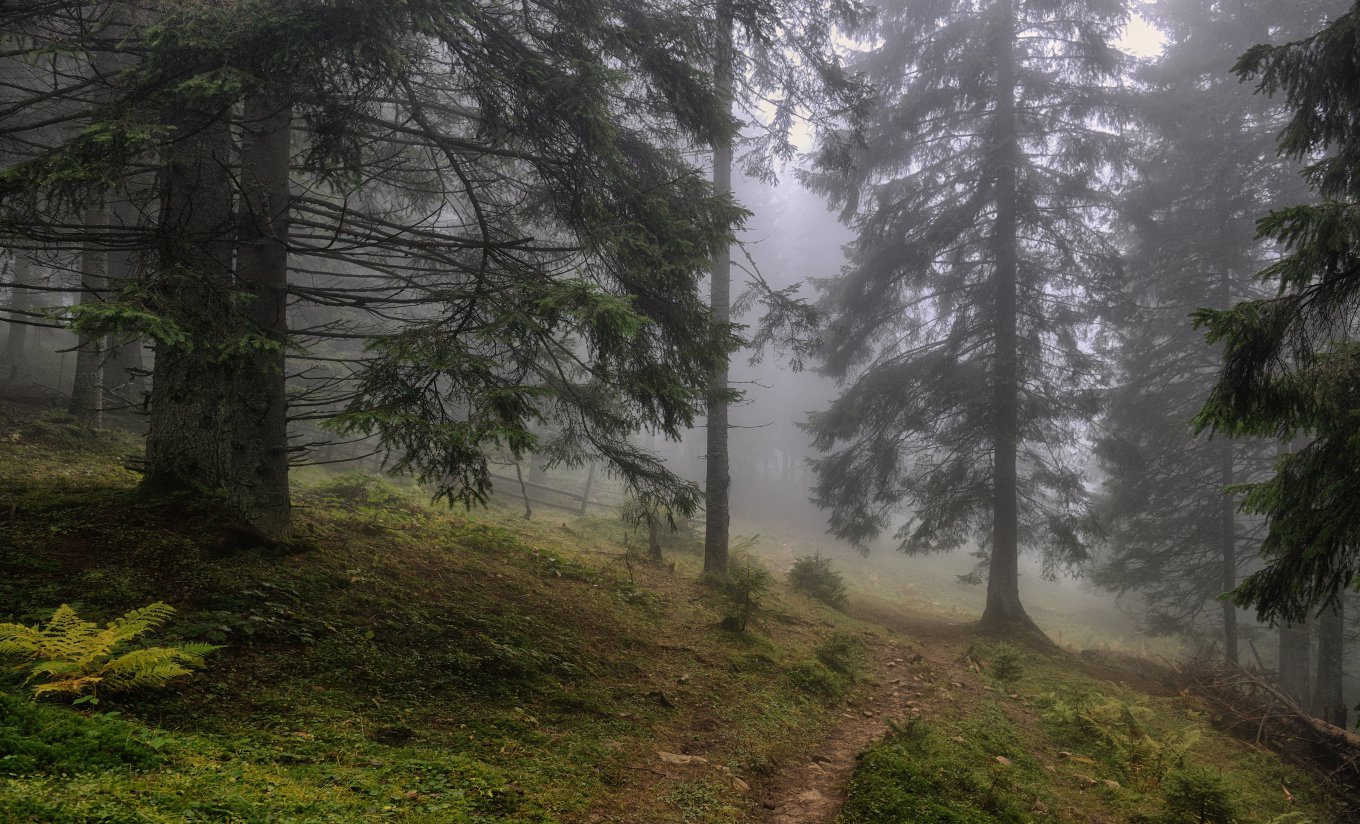 Фото: Сергея Канциренко