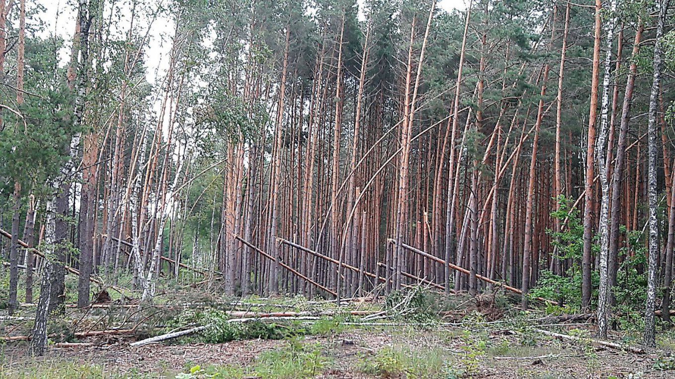 В Черниговской области ураган повалил 160 гектаров леса