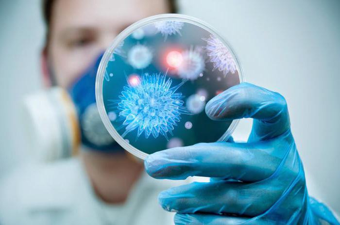 Цитомегаловирус способен омолодить иммунитет