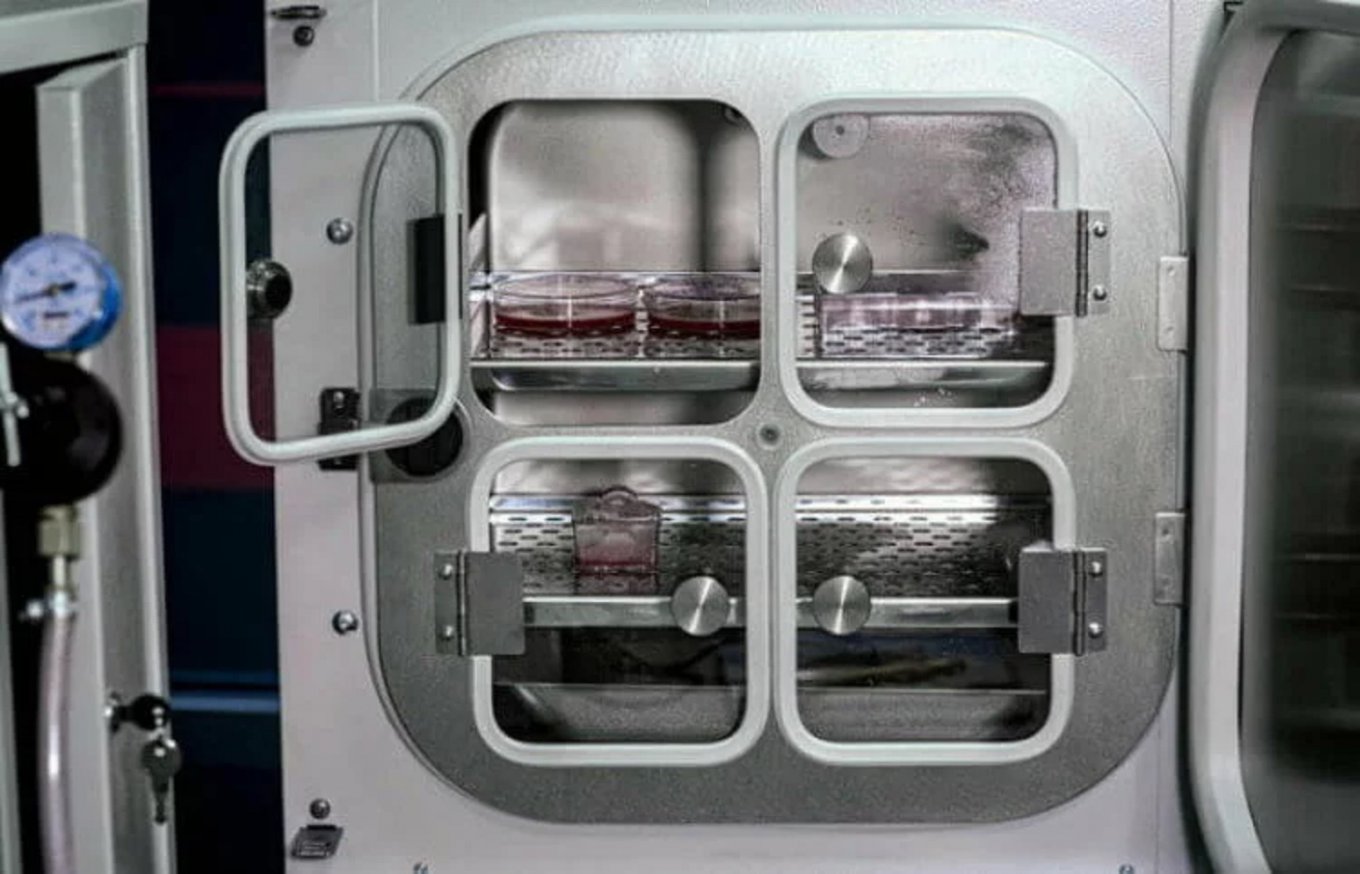 Кусок мяса впервые в истории вырастили в космосе. Фото: hi-news.ru