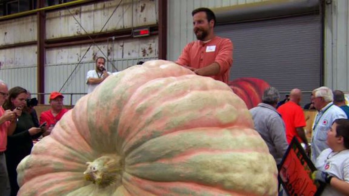 В США вырастили тыкву весом в тонну