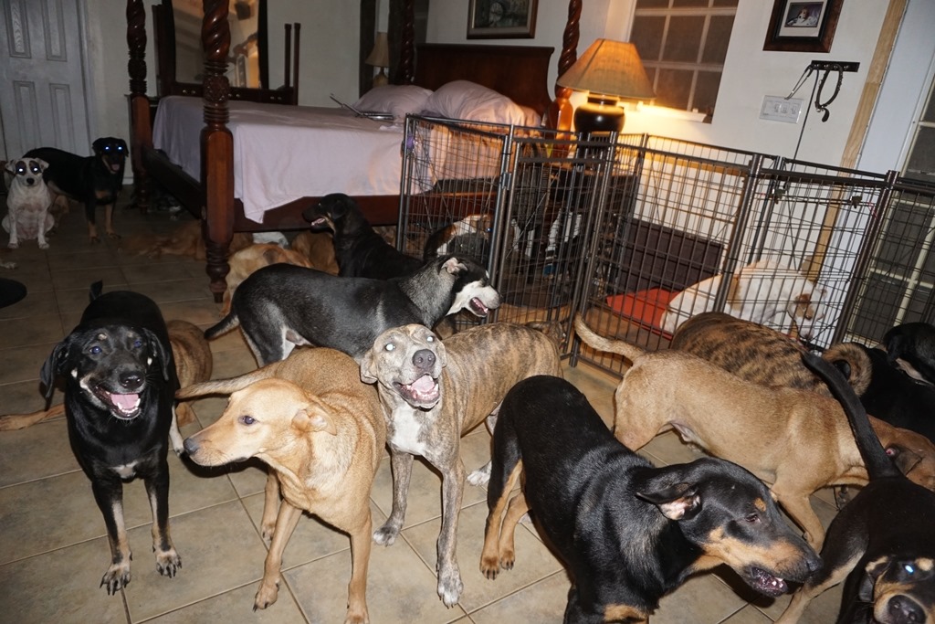 Женщина приютила 97 собак во время урагана