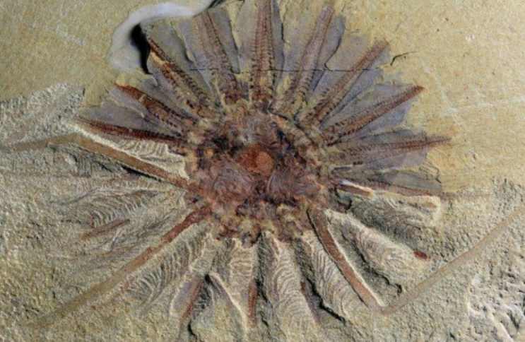 Ученые нашли древнего морского монстра