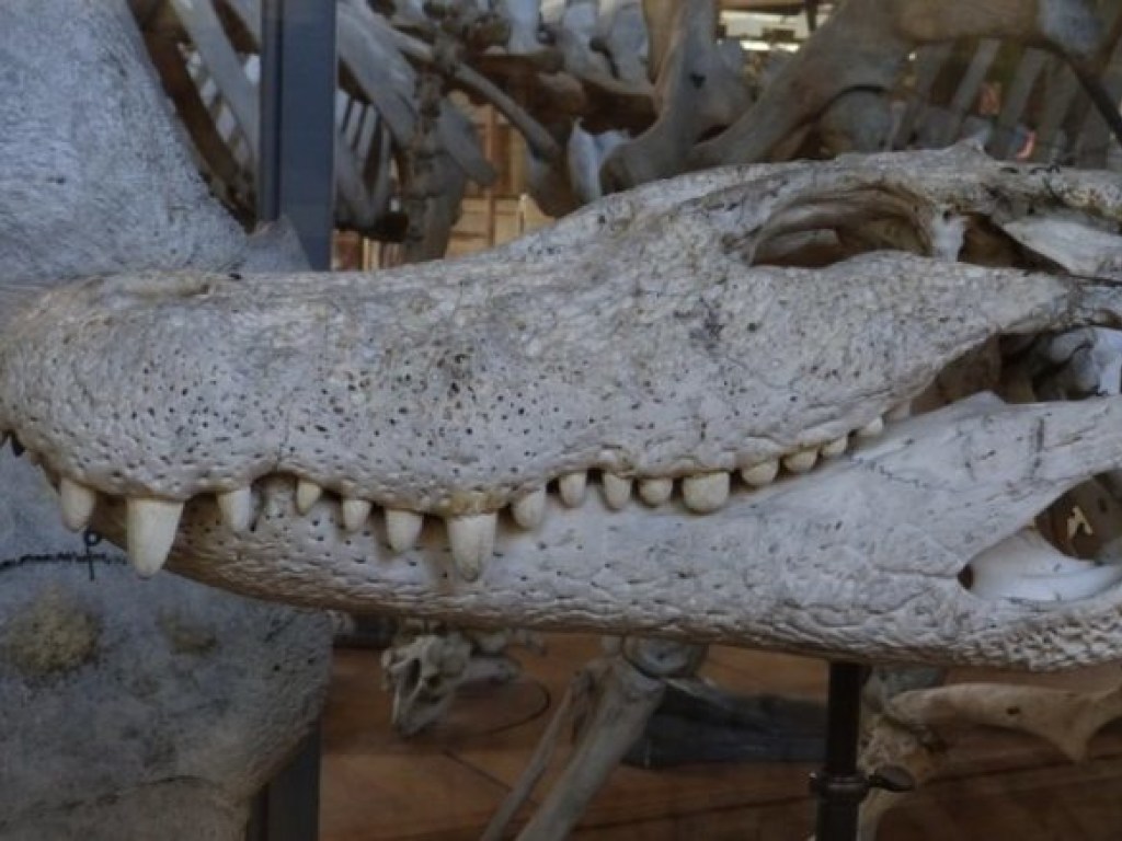 В Германии нашли останки доисторического крокодила