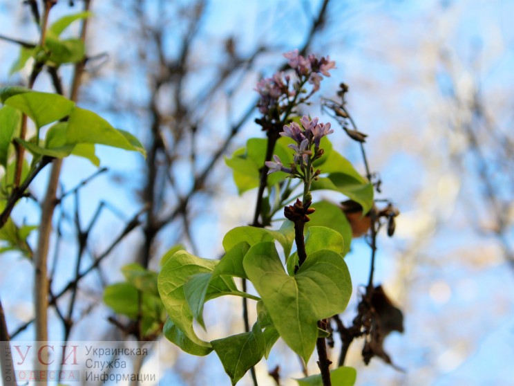 В Одессе цветет сирень в декабре 