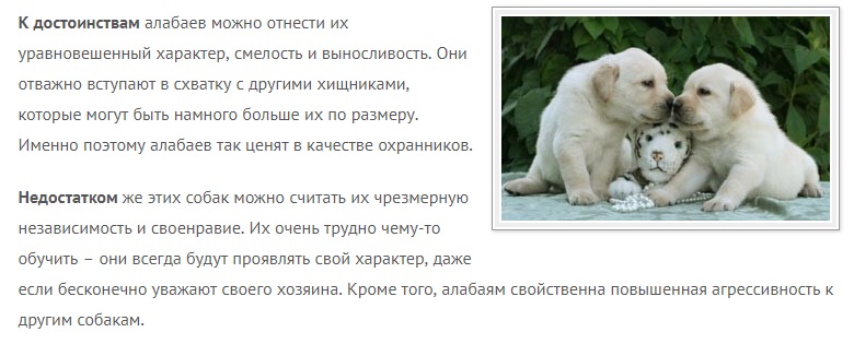 Особенности породы алабай