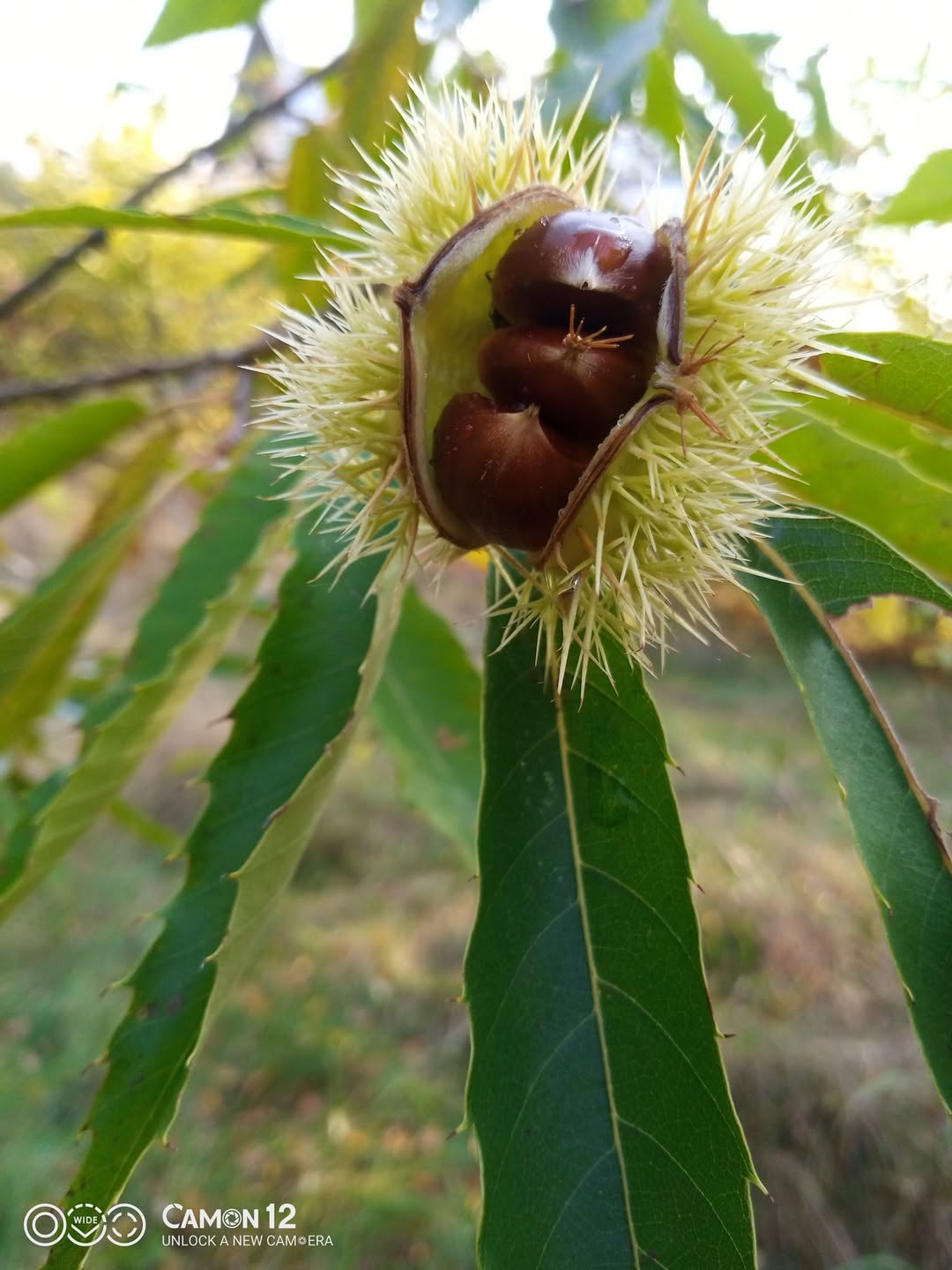 Національний ботанічний сад імені М.М. Гришка Школа садівника
