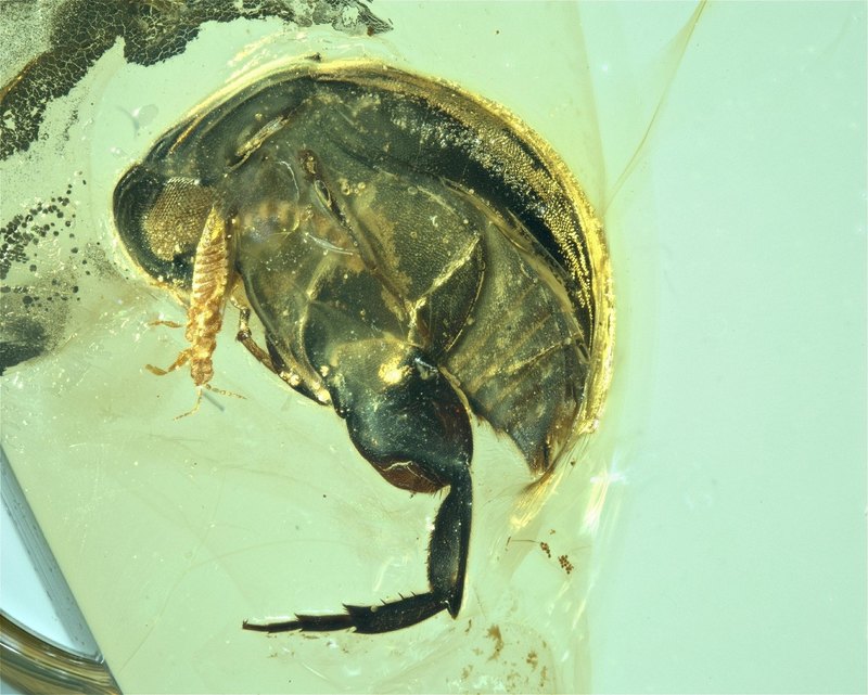 Angimordella burmitina, был обнаружен в янтаре из Мьянмы