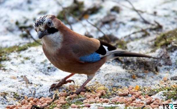 Приметы на Сойкин день 11 декабря 