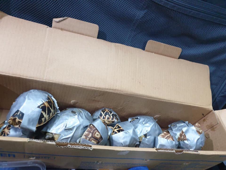 В аэропорту Филиппин в багаже обнаружили 1500 обмотанных скотчем черепах