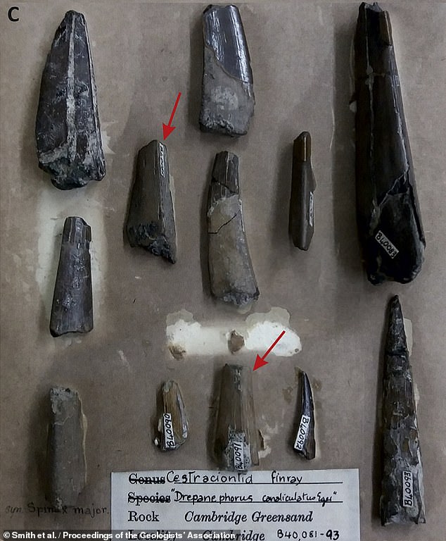 Ученые разгадали тайну останков животного, жившего 100 млн лет назад