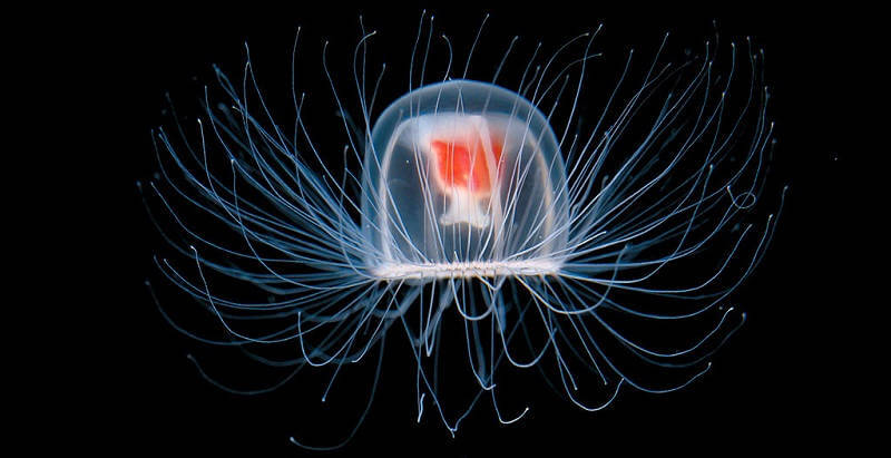 Turritopsis dohrnii - бессмертные медузы