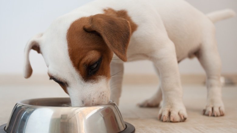 Почему собаки всегда голодные?