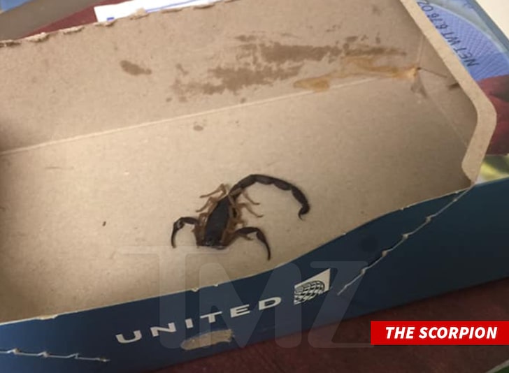 Пассажирку ужалил скорпион