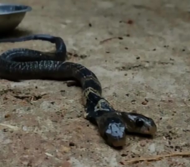 Двухголовая кобра в Индии