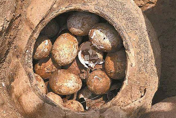 Археологи обнаружили куриные яйца возрастом около 2500 лет 