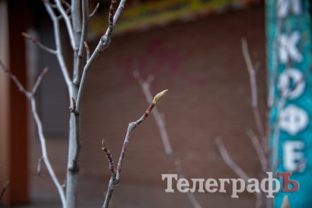 Магнолия хочет зацвести в декабре 