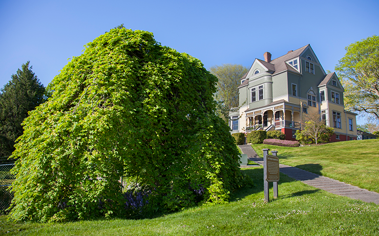 Гороскоп друидов 