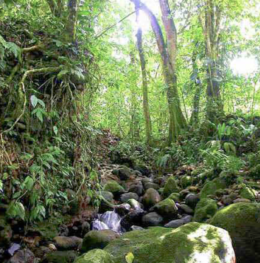 Сельва - непроходимые джунгли Амазонии