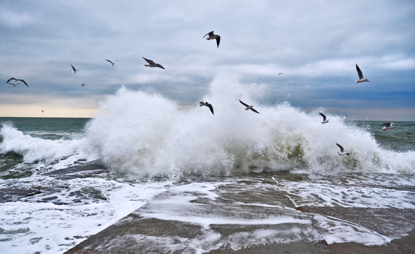  в море у побережья Одессы плавают трупы животных