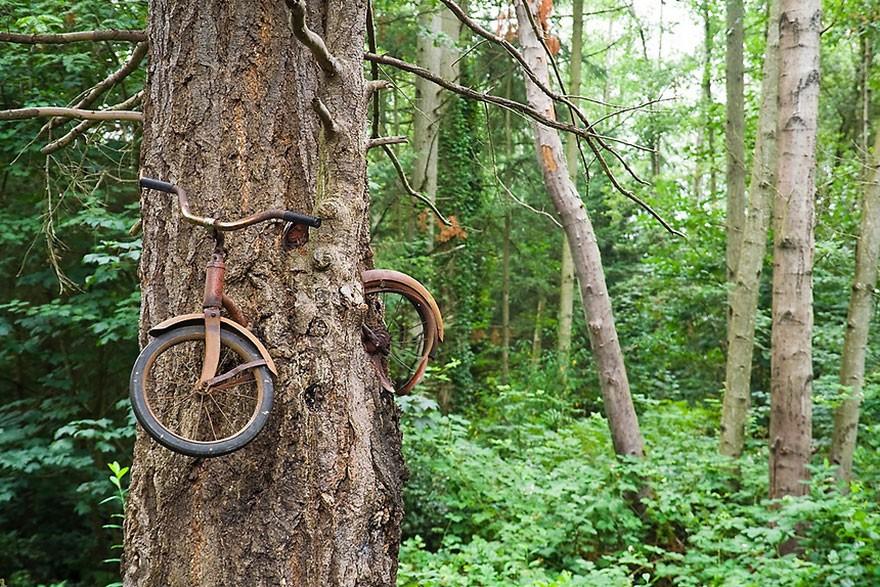 Дерево проросшее в велосипеде на острове Вашон, Вашингтон