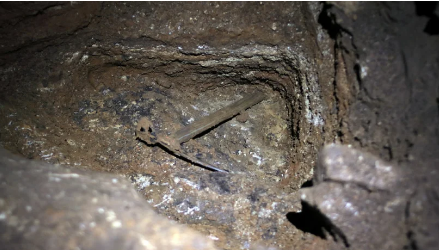 Ученые нашли окаменевшие останки гигантской белки