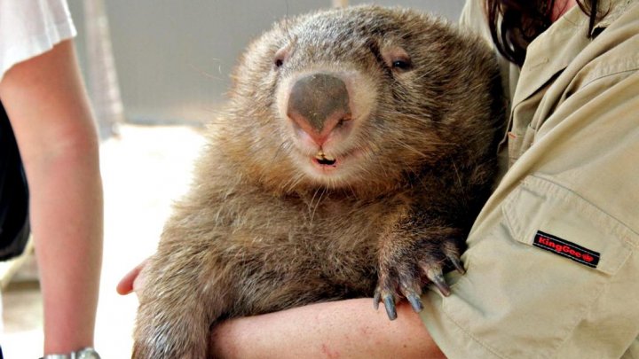 Принцесса Диана в детстве называла Уильяма вомбатом (животное на фото)