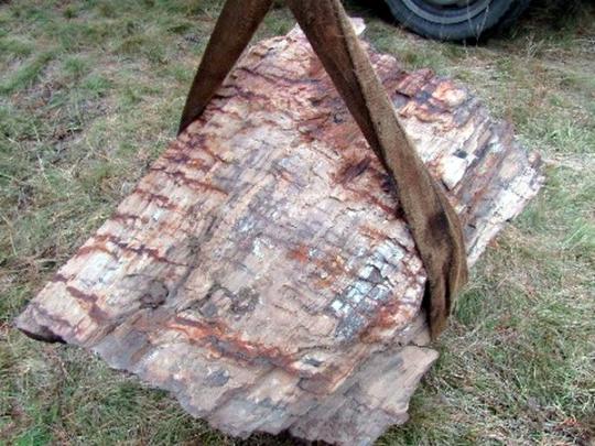 Араукарии росли 295-300 млн лет назад