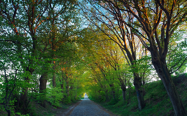 Гороскоп друидов 