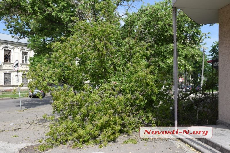 В центре Николаева дерево рухнуло на автомобиль 