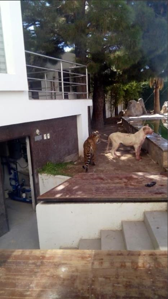 Богатый мексиканец держал дома двух львов и тигра