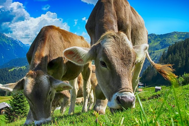 Связанное животное повели к ветеринару в приют  