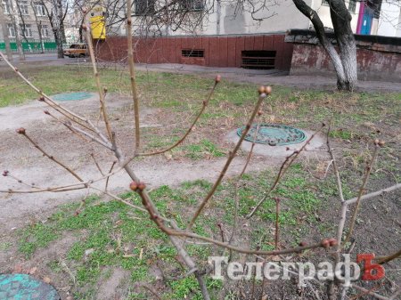 Сирень собралась цвести в Кременчуге 