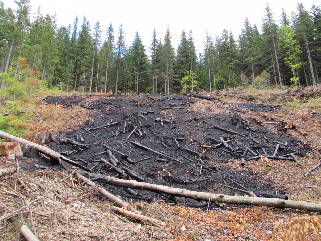 Фото: Сергея Канциренко