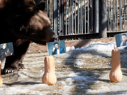 Медведи в зоопарке 