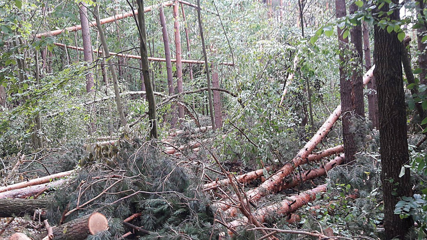 Ураган повалил 160 гектаров леса