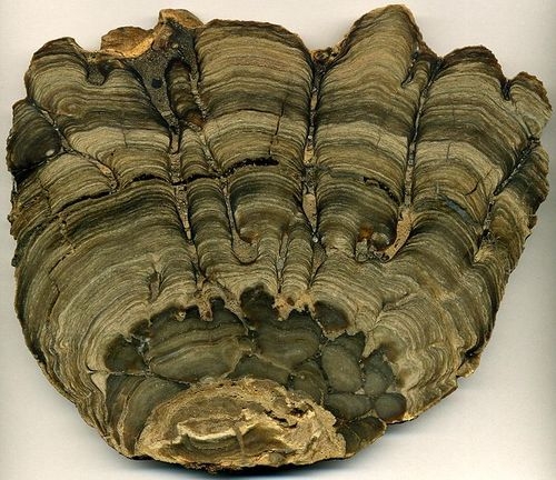 Строматолит из западного Вайоминга в США.  Фото: James St. John 