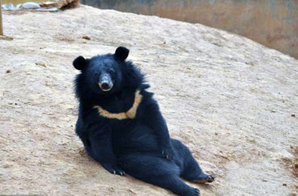 гималайский медведь