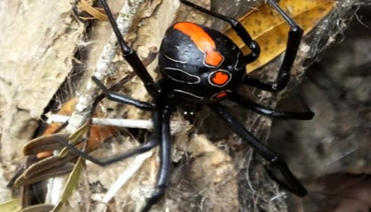 В Южной Африке был обнаружен близкий родственник грустно известного паука Черной Вдовы