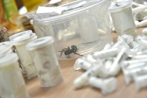 На таможне нашли 757 пауков в пачках с печеньем