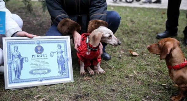 Умерла самая старая собака в Украине