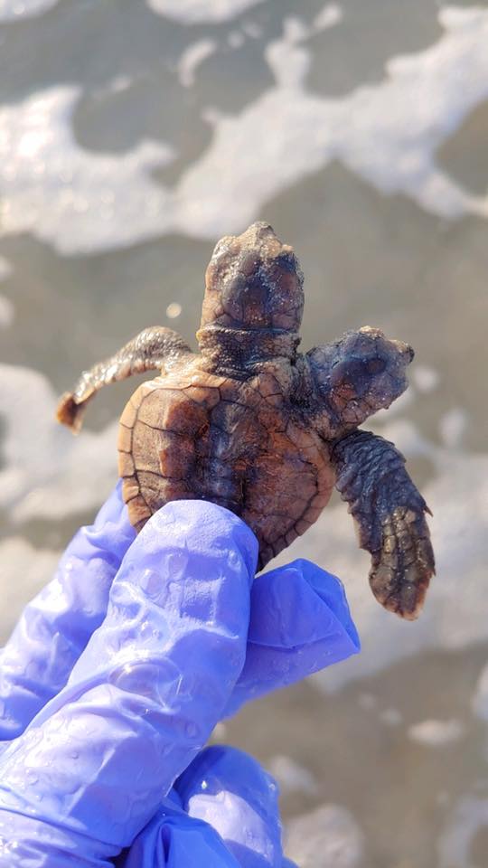 Детеныш черепахи с двумя головами является очень редким явлением. Фото: Facebook/ Sea Turtle Patrol Hilton Head Island 